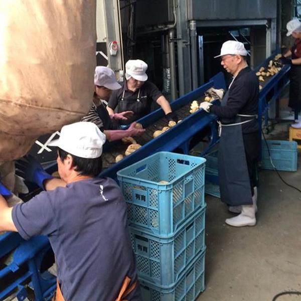 【限定入荷しました！】【焼き芋仕込みにより紅茶のような上品な香りと濃厚でまろやかなコク！】　相良　たまあかね　焼き芋　3年古酒　芋焼酎　25度　1800ml | 相良酒造 | 03