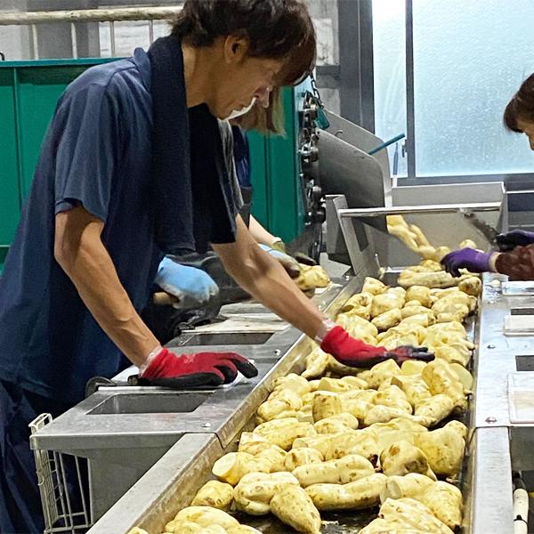 【限定入荷しました！】【蔵の生産わずか500本の大古酒！手造りで仕込んだ芋焼酎を和甕で十二年熟成！】千鶴　復刻版　十二年貯蔵　芋焼酎　25度　1800ml | 神酒造 | 02