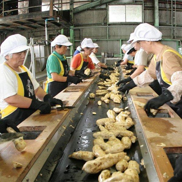 【ご予約！4月下旬以降発送！】【酒屋が選ぶ焼酎大賞で最高位を受賞！ソーダ割りがおすすめ！】若潮　GLOW　EP05(グロウ・エピソード05)　芋焼酎　25度　720ml | 若潮酒造 | 02