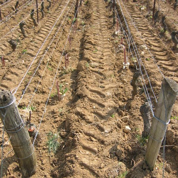 ドメーヌ・ド・ラ・ヴージュレ　ヴージョ　プルミエ・クリュ　1級　ル・クロ・ブラン・ド・ヴージョ　白　2020　750ml(正規輸入品) ド ラ ドメーヌ