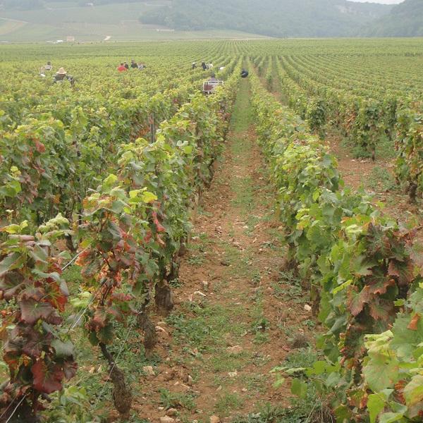 ドメーヌ・ド・ラ・ヴージュレ　ヴージョ　プルミエ・クリュ　1級　ル・クロ・ブラン・ド・ヴージョ　白　2020　750ml(正規輸入品) ド ラ ドメーヌ