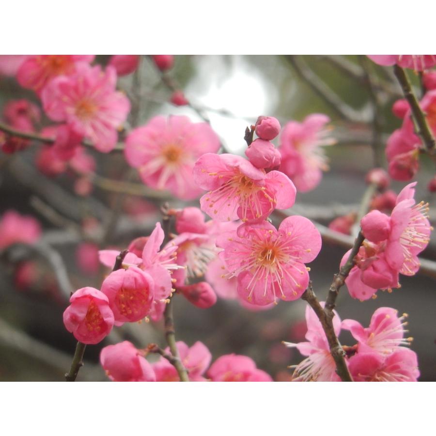 菅原道真公ゆかりの地、太宰府産の梅を使用】 常楽 大宰府の梅酒 14度