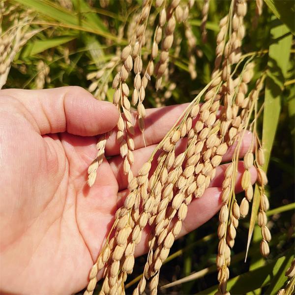 【送料無料！】【老舗日本酒蔵が昔ながらの製法で造り上げた逸品！】　李白　純米本みりん　高級味醂　14度　720ml×6本セット(北海道・沖縄は送料+990円) |  | 03