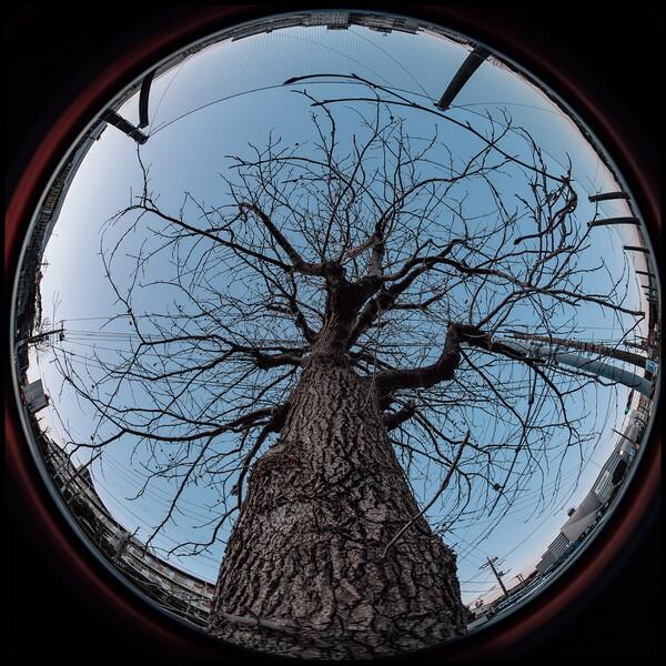 AstrHori 6.5mm F2.0 fisheye RF C 単焦点レンズ (キヤノンRFマウント) メーカー直送
