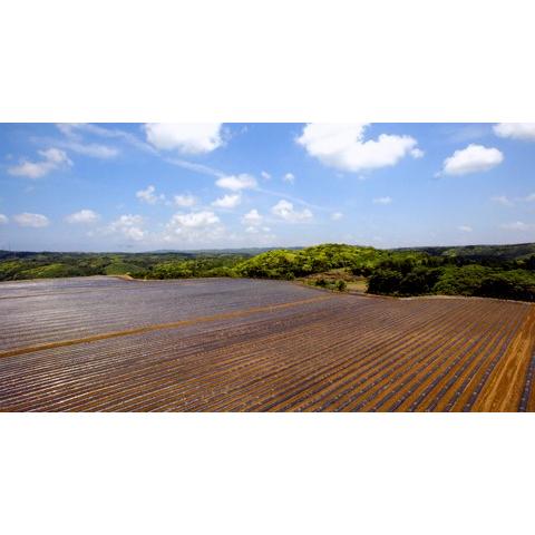 今月限定 特別大特価 6本セット 種子島 黄金安納 1800ml 6本 種子島酒造 芋焼酎 Imo 酒のスーパードライ問屋業務店 通販 Yahoo ショッピング コンビニ受取対応商品 Blog Lonolife Com