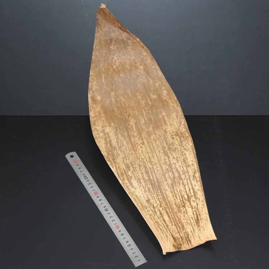竹の皮 大サイズ 約20cmX60cm 1kg 天然 竹皮 弁当箱 容器 包装|sakenosakanaya|02