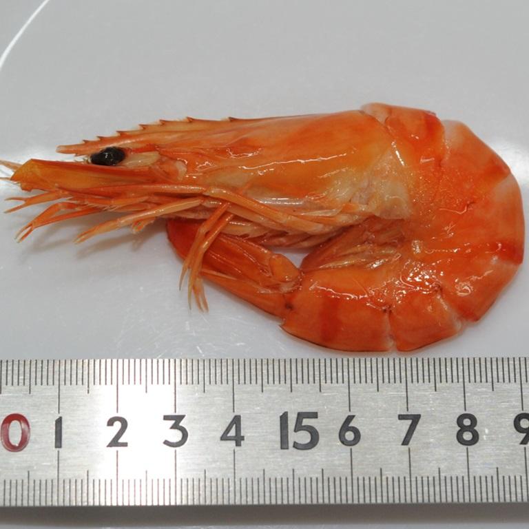 焼海老 30尾 600gX1パック ブラックタイガー海老 おせち オードブル