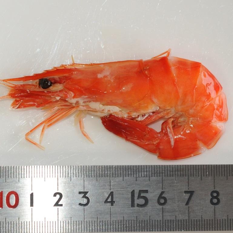 焼き海老 焼海老 BT60 ブラックタイガーえび25尾／400g : 酒の肴や