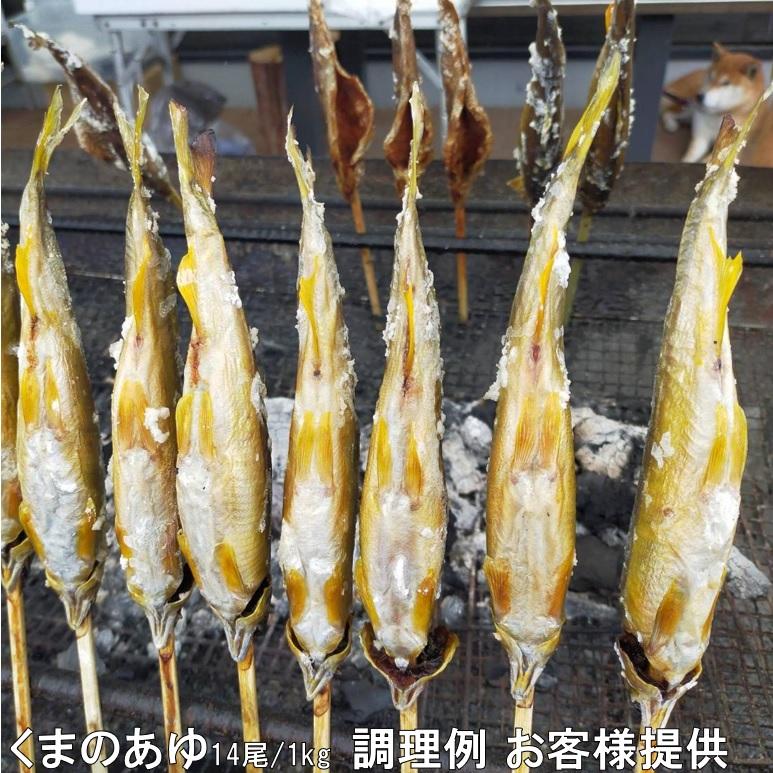 スイカの香りがする養殖あゆ 15尾 X1ボール 和歌山産 国産鮎 冷凍鮎 熊野水産 くまのあゆ 便利な個包装 業務用 仕入れ｜sakenosakanaya｜04