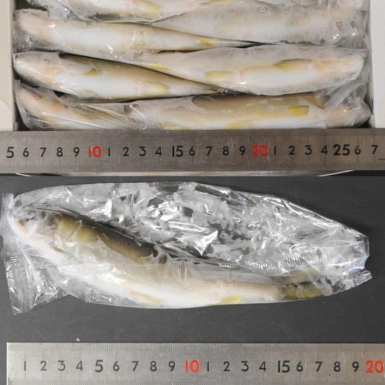 スイカの香りがする養殖あゆ 18尾 X1ボール 和歌山産 国産鮎 冷凍鮎 熊野水産 くまのあゆ 便利な個包装 業務用 仕入れ｜sakenosakanaya｜02