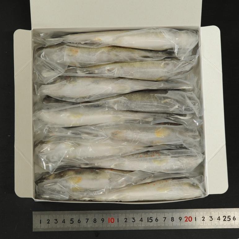 奇跡の清流 仁淀川のアマゴ 1kg 11尾 X10ボール 片岡養魚 養殖ユズあまご 仁淀ブルー 中津明神山 業務用 仕入れ_2