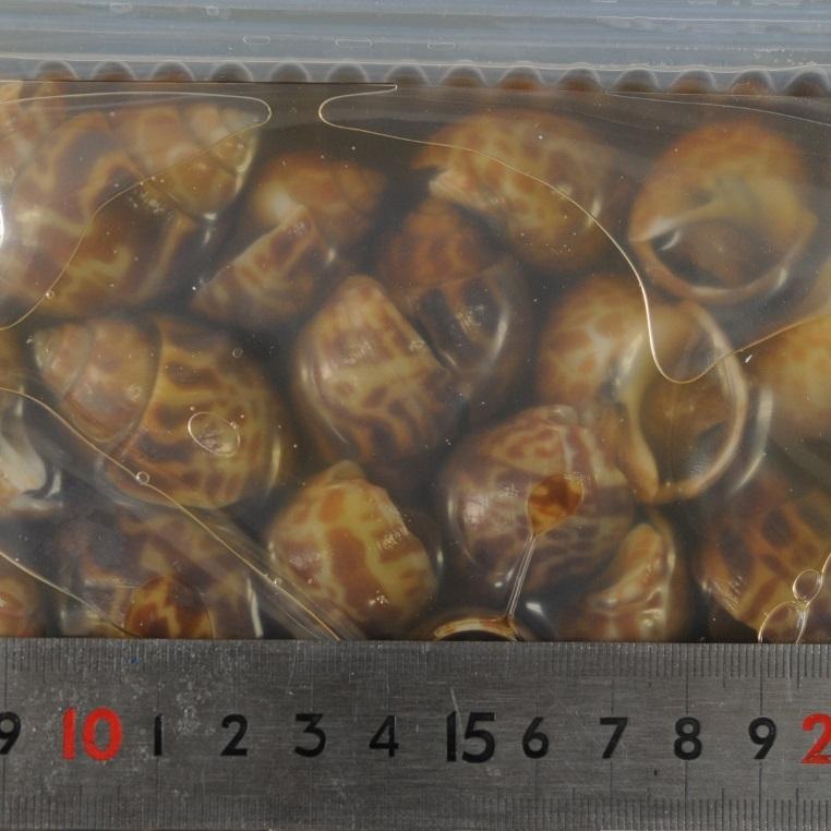 バイ貝うま煮 S 55-65粒/1.5kg X6パック 前菜 小鉢 弁当 おせち オードブル バイ貝旨煮 味付バイ貝 煮貝_3