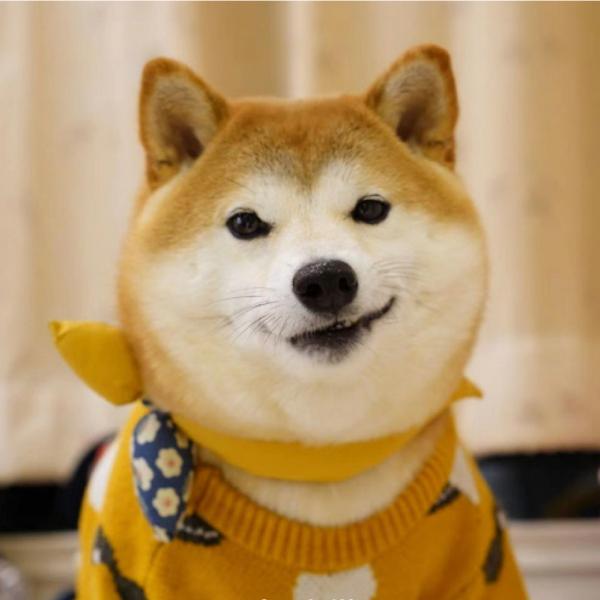 犬服 ドックウェア ウエア セーター 春秋冬 カジュアル ニコちゃん