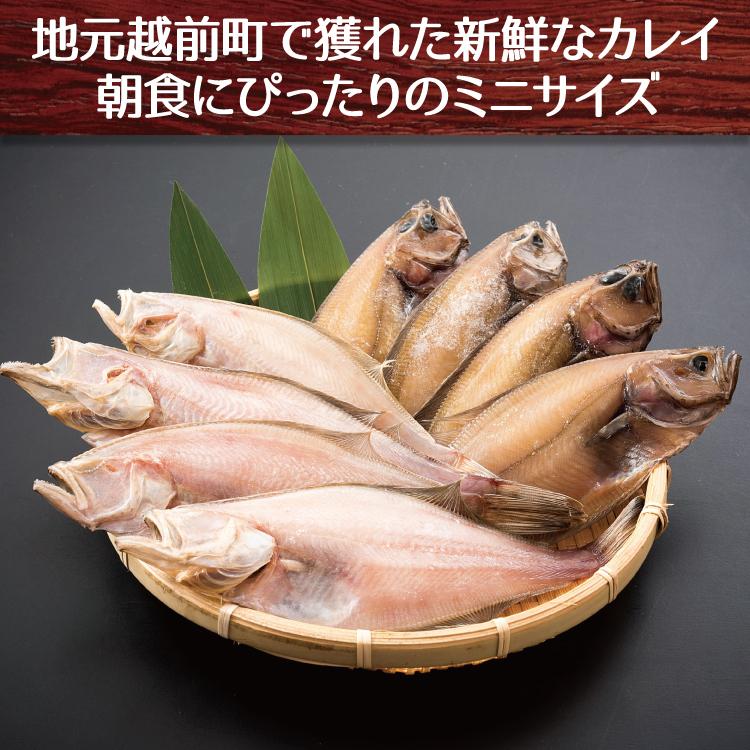 最大57 Offクーポン 越前カレイ 干物 小サイズ400g 約7 11尾 かれい干物詰め合わせ 天神講の焼きガレイにも Cisama Sc Gov Br