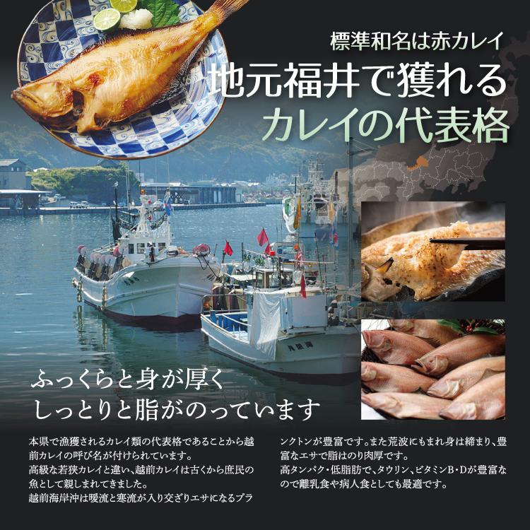 最大57 Offクーポン 越前カレイ 干物 小サイズ400g 約7 11尾 かれい干物詰め合わせ 天神講の焼きガレイにも Cisama Sc Gov Br