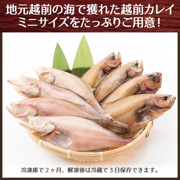 越前カレイ 干物 小サイズ400g 約7 11尾 かれい干物詰め合わせ 天神講の焼きガレイにも 美味食卓さくだや 通販 Yahoo ショッピング