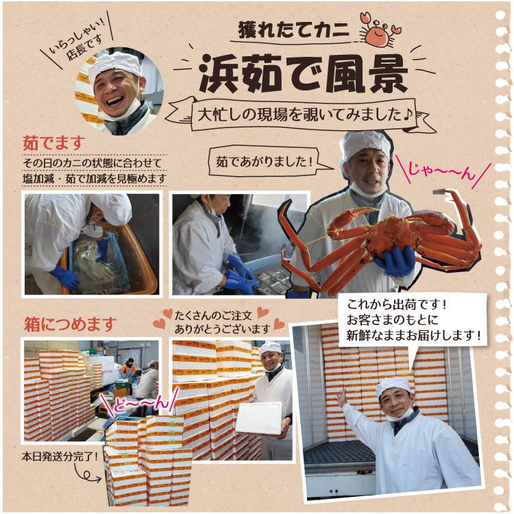 セイコガニ 香箱蟹 福井県産 山陰産 甲羅盛り せいこ蟹 数量限定 5個セット カニ面にも【冷凍便】|sakudaya|10