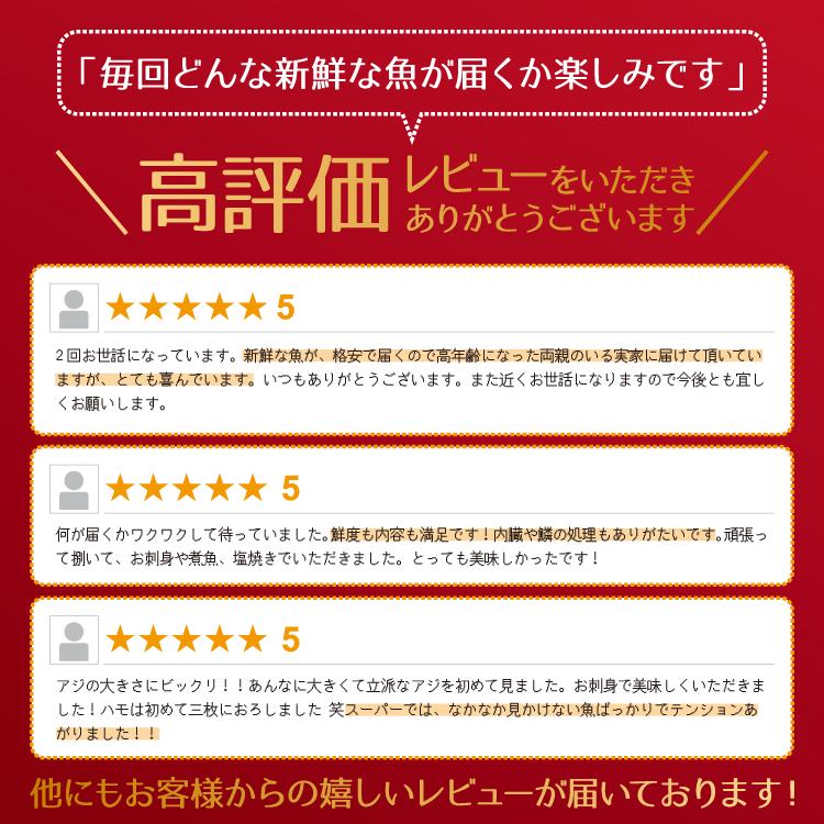 シリーズ累計4000箱突破！価格から選べる☆魚屋の森さんおまかせ鮮魚 