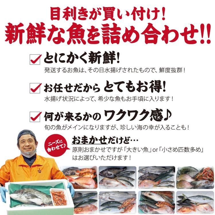 朝獲れ 鮮魚セット おまかせ 3種以上 12000円 詰め合わせ 刺身用 下 