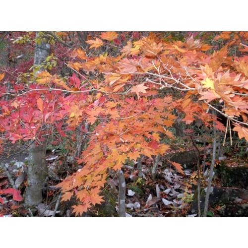 貼り絵 もみじ 05 : 桜堂 - 通販 - Yahoo!ショッピング