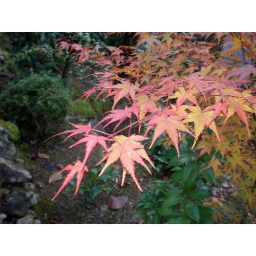 貼り絵 もみじ 05 : 桜堂 - 通販 - Yahoo!ショッピング