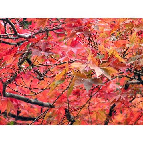 貼り絵 もみじ 大 59 : 桜堂 - 通販 - Yahoo!ショッピング
