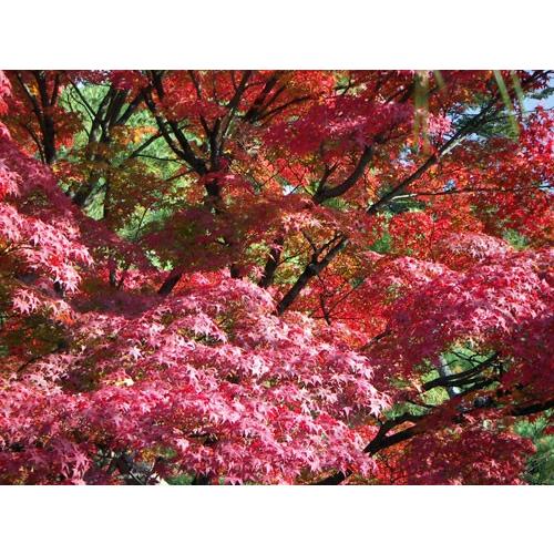 貼り絵 もみじ 大 59 : 桜堂 - 通販 - Yahoo!ショッピング