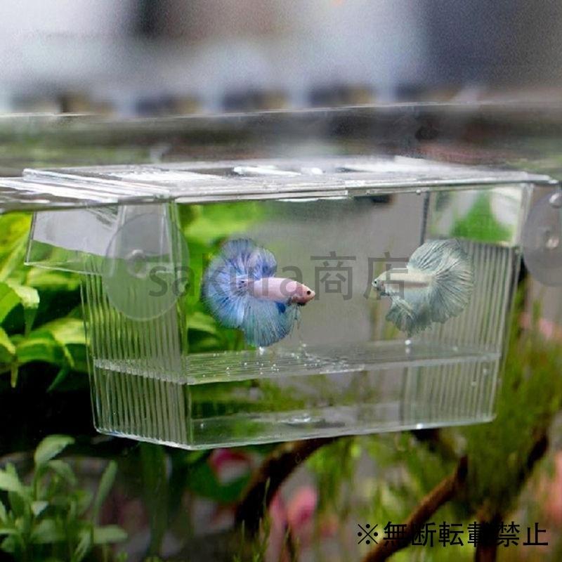 ベタ 飼育 初心者 生体 飼育セット 魚 ベタフィッシュ 熱帯魚 水槽 おしゃれ 孵化 グッピー ベタ ダンボ 隔離 分離 アクリル Sakura Sakura商店 通販 Yahoo ショッピング