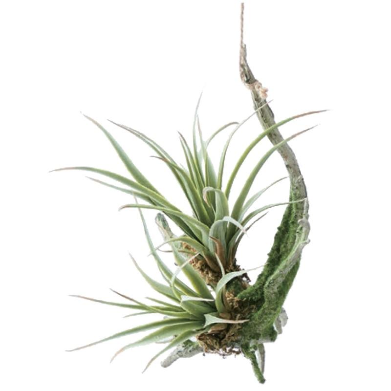 人工観葉植物 チランジア 着生 グリーン 16 （24個入り） MIRAKANA_1