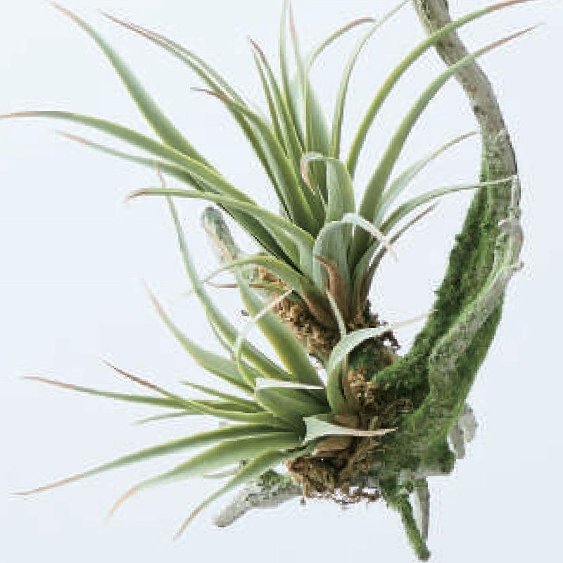 人工観葉植物 チランジア 着生 グリーン 16 （24個入り） MIRAKANA_2