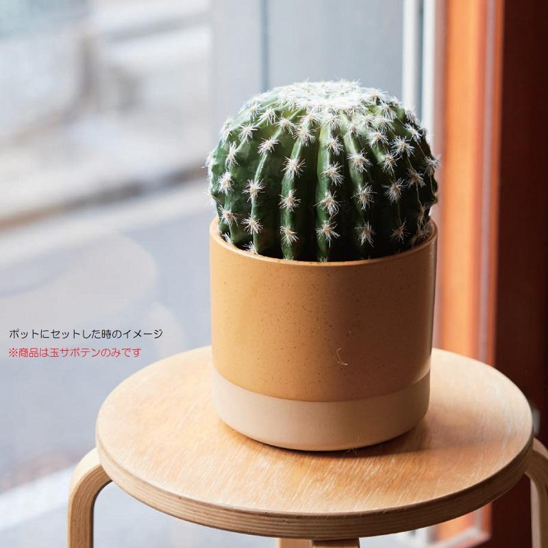 人工観葉植物 玉サボテン ポット 24 （1個入り） MIRAKANA : さくら