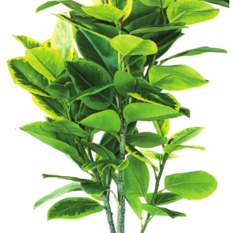 人工観葉植物 フィカス アルテシマ ポット 175 （1個入り） MIRAKANA