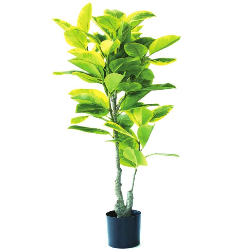 人工観葉植物 フィカス アルテシマ ポット 135 （1個入り） MIRAKANA
