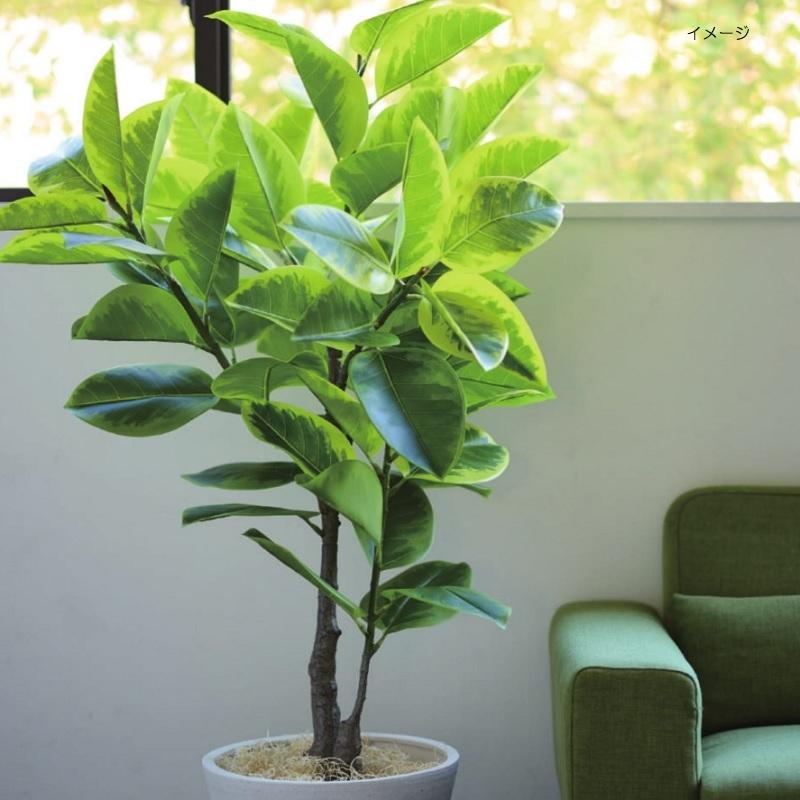 観葉植物　フィカス　アルテシマ 人工観葉植物 フィカス アルテシマ ポット 135 （1個入り） MIRAKANA
