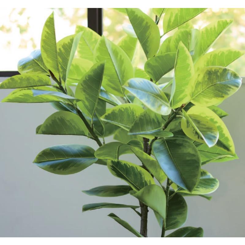観葉植物 フィカス アルテシマ 135cm
