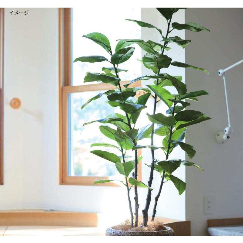 人工観葉植物 フィカス エラスティカ ポット 195 （1個入り） MIRAKANA