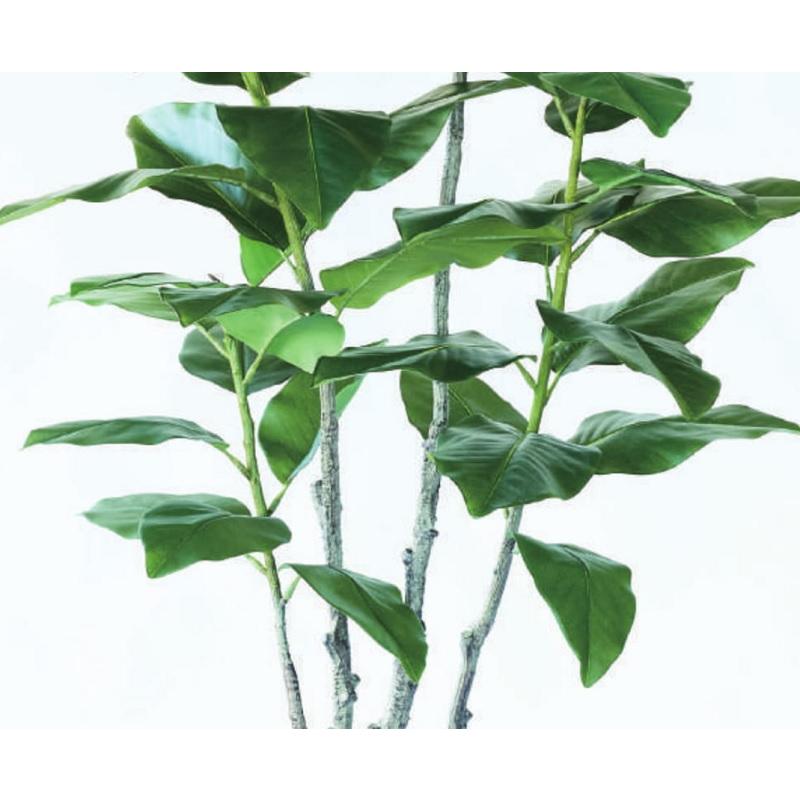 人工観葉植物 フィカス エラスティカ ポット 195 （1個入り） MIRAKANA