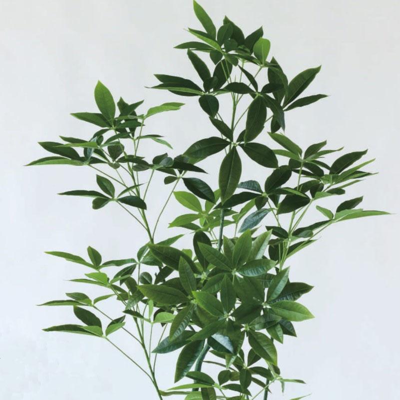 人工観葉植物 パキラ ポット 175 （1個入り） MIRAKANA_1