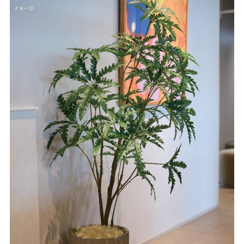 人工観葉植物 アラレア ポット 140 （1個入り） MIRAKANA : さくら