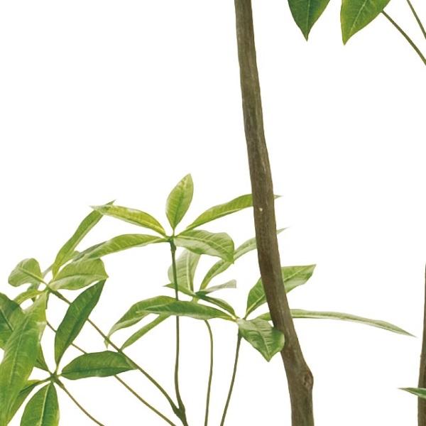 人工観葉植物 パキラ 6F 高さ180cm （P224) （fg12100) （代引き不可