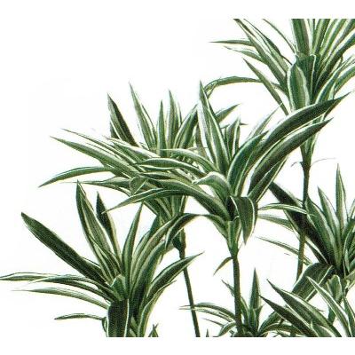 人工観葉植物 ドラセナ 高さ150cm （P225) （fg25650) （代引き不可）_1