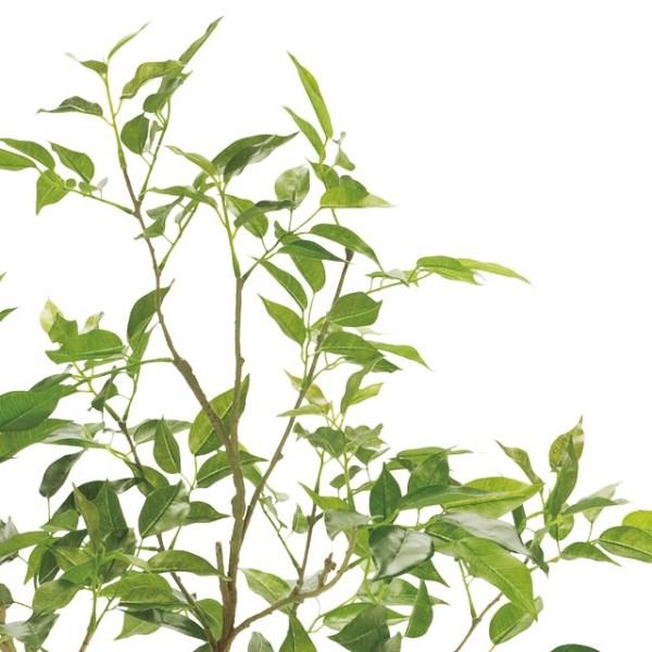 人工観葉植物 ファイカスツリー ポットミニ 高さ90cm （P214) （fg5830) （代引き不可）の画像