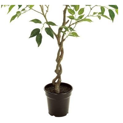 人工観葉植物 ファイカスツリー ポットミニ 高さ90cm （P214) （fg5830) （代引き不可）の画像