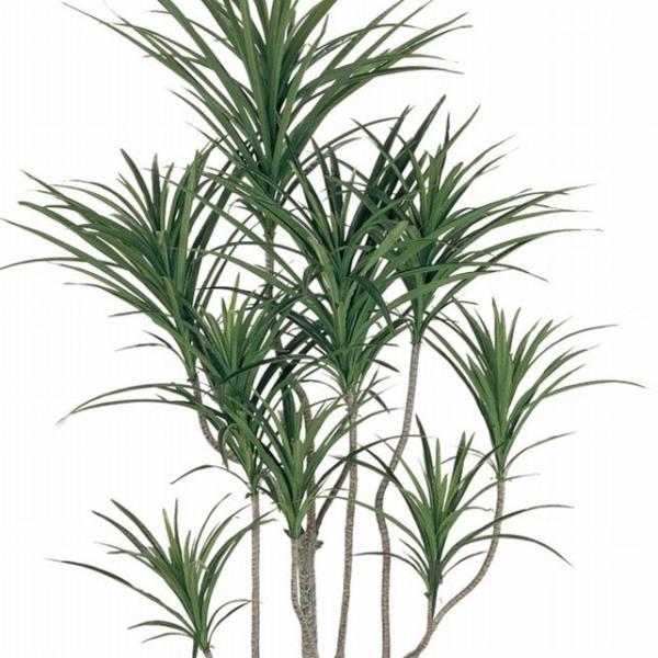 人工観葉植物 ユッカポット L 高さ185cm （P225) （fg7648) （代引き不可）_1