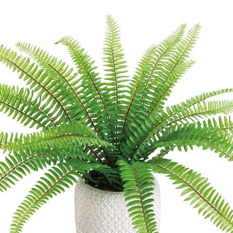 人工観葉植物 タマシダ ポットS 高さ25cm （P212) （fz241