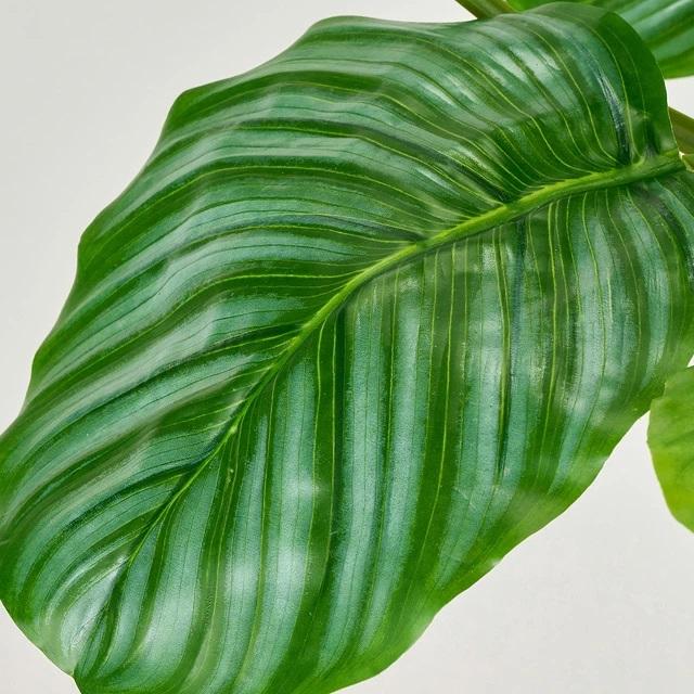 人工観葉植物 カラテアオルビフォリア ポット 光触媒加工 高さ70cm （P215) （zv806) （代引き不可）の画像