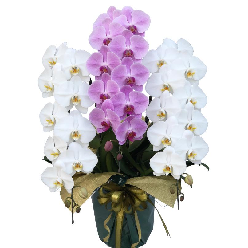 蘭生け花 白＆サクラ色大輪 MIX（WPW） 3本立ち 36輪座標軸 蕾含む  （P-P1290） 当選祝 取りむすぶ蘭栽培所直送 ラッピングさし出し 鉢花-生花