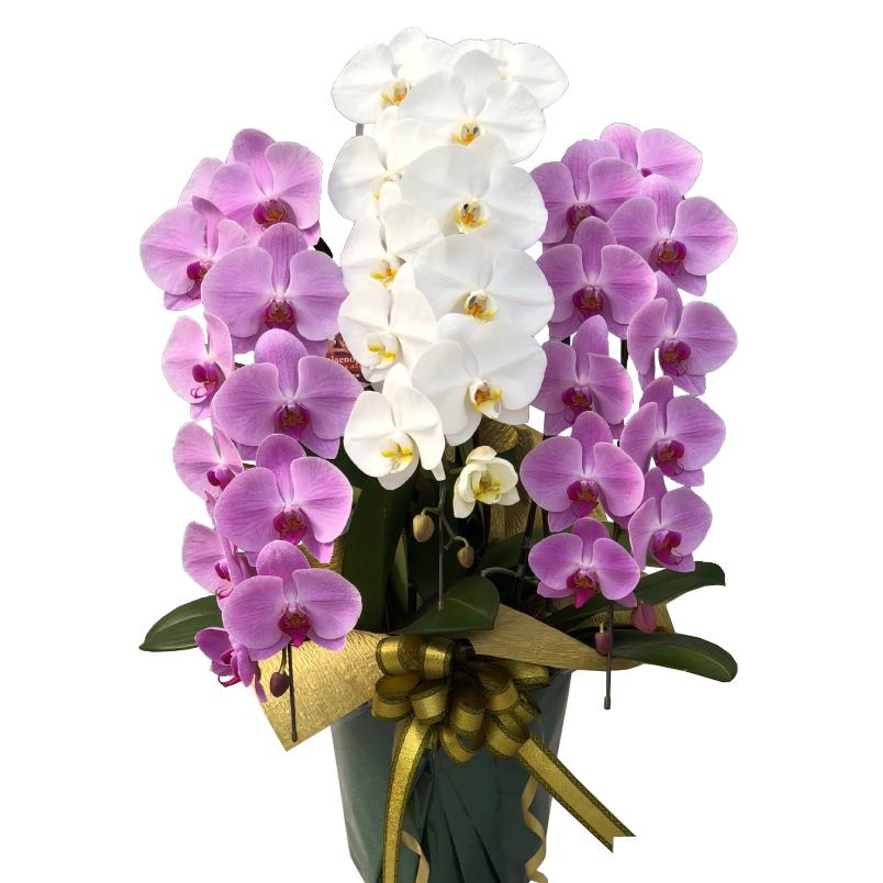 蘭生け花 白＆サクラ色大輪 MIX（PWP） 3本立ち 36輪座標軸 蕾含む  （W-P1294） 当選祝 取りむすぶ蘭栽培所直送 ラッピングさし出し 花、ガーデニング-鉢花-生花