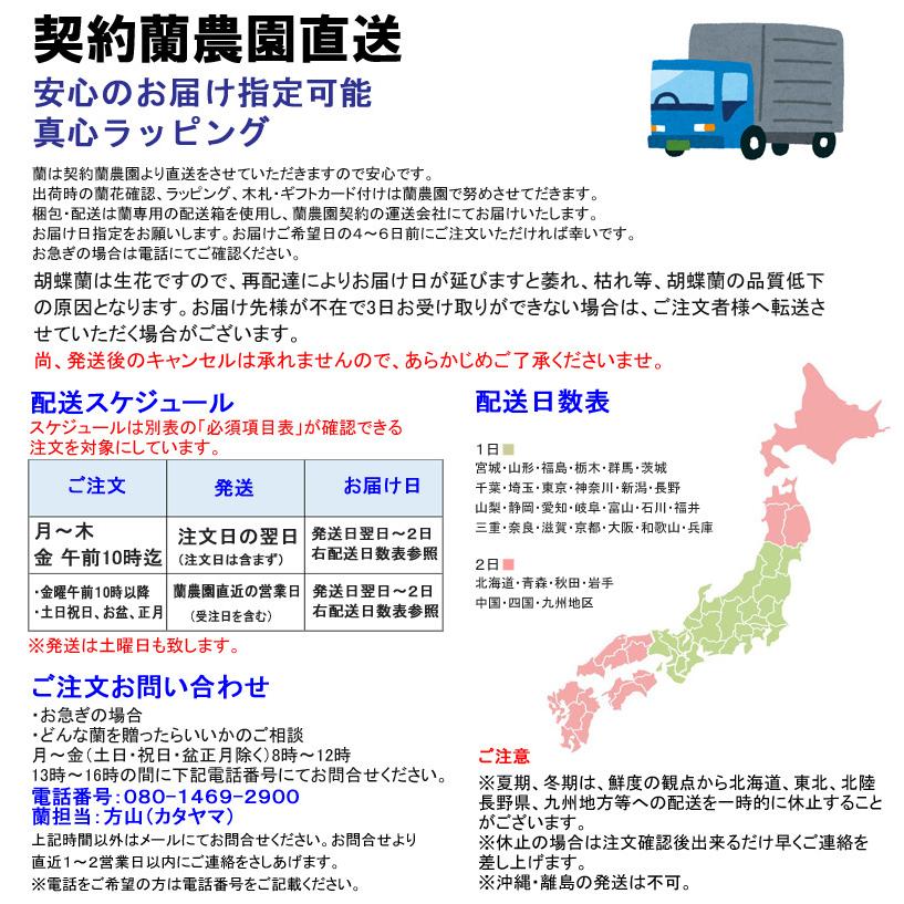 蘭生花 ピンク大輪胡蝶蘭 2本立ち 22輪程度 つぼみ含む  （2F4L-P1047） 当選祝 契約蘭農園直送 ラッピング出荷の画像