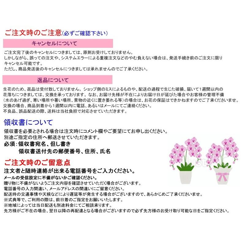 蘭生花 ピンク大輪胡蝶蘭 2本立ち 22輪程度 つぼみ含む  （2F4L-P1047） 当選祝 契約蘭農園直送 ラッピング出荷の画像